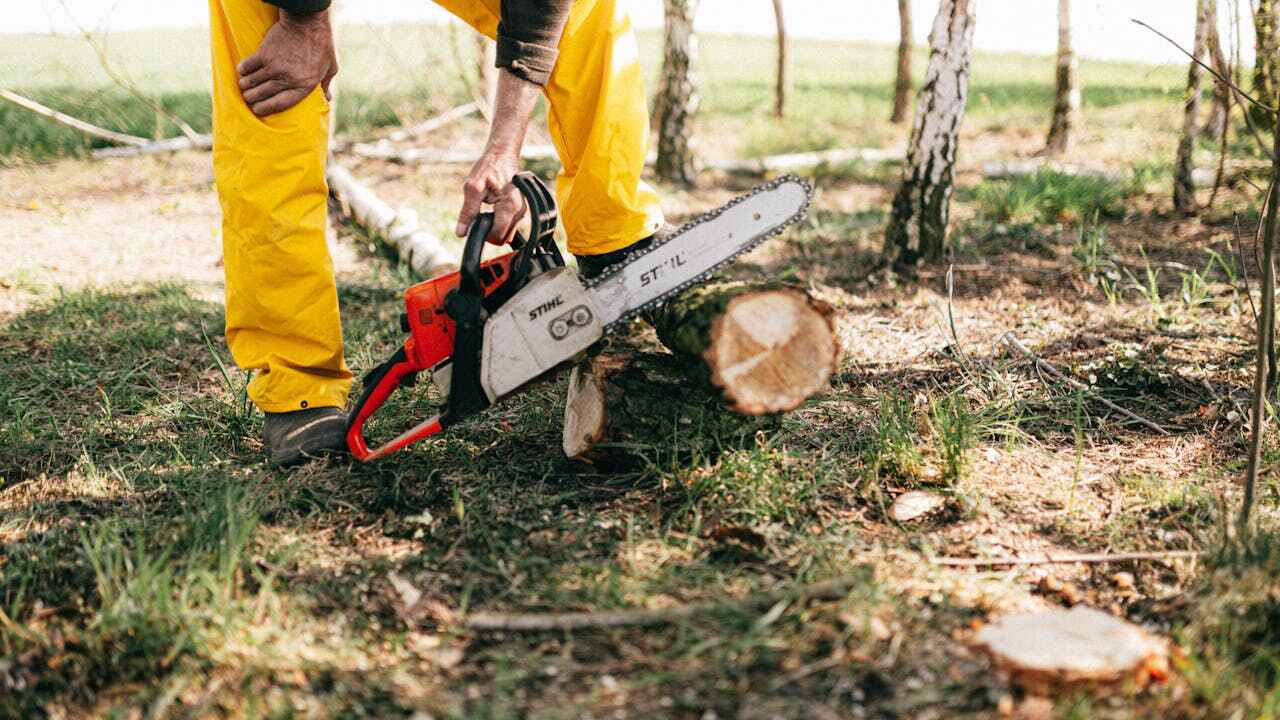 Best Emergency Storm Tree Removal  in Malakoff, TX